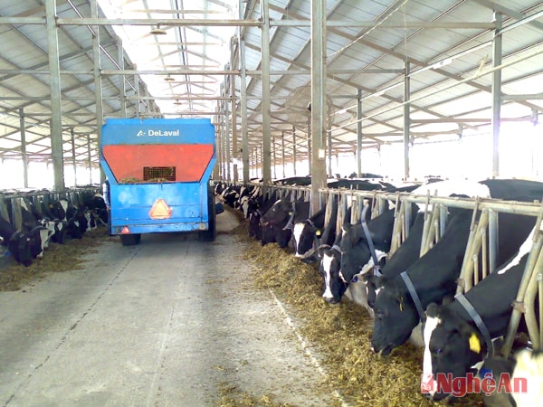 Xe trộn rải thức ăn cho bò.