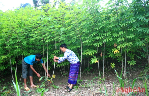 Vợ chồng anh Vy Văn Thoong chăm sóc ruộng sắn ở trang trại