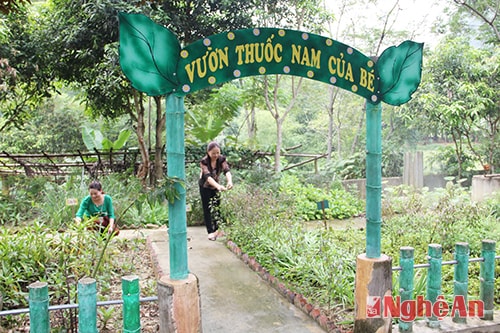 Giáo viên Trường Mầm non Yên Khê (Con Cuông) chăm sóc  “Vườn thuốc nam của bé”.