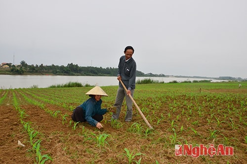 Vợ chồng anh Nguyễn Văn Ánh – chị Nguyễn Thị Hương ở xã Nam Tân, huyện Nam Đàn chăm sóc ngô vụ đông.