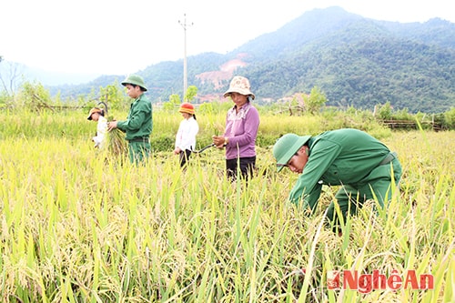 Đồng bào bản Minh Châu, xã Tri Lễ (Quế Phong) thu hoạch lúa nước. Ảnh: Nguyên Sơn