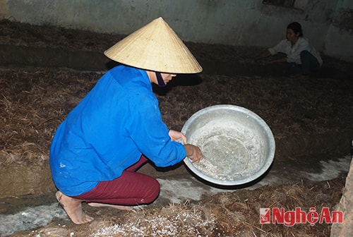 Cây giống