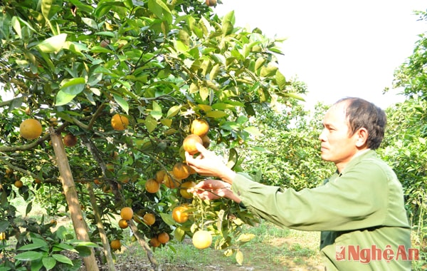Mùa cam ở nông trường Xuân Thành (Quỳ Hợp).Ảnh: Văn Hải