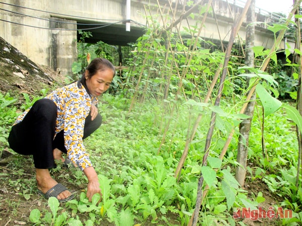 Bà Vi Thị Hà chăm sóc vườn rau.