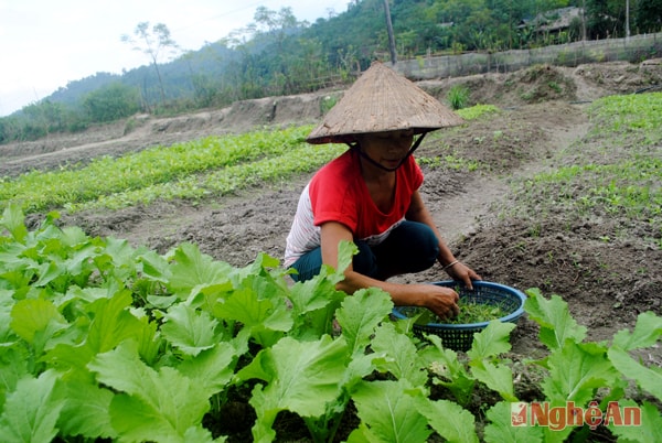 Người dân bản Muồng (xã Châu Kim - Quế Phong) chăm sóc rau vụ đông.