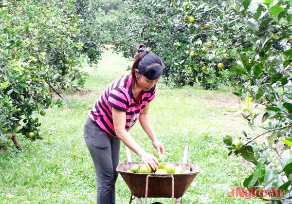 Vận chuyển cam.