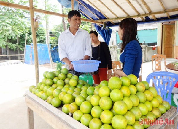 Cam được bày bán ven Quốc lộ 7.