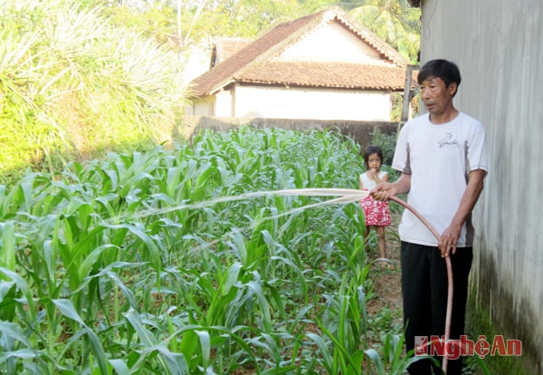 Ông Phan Công Trung chăm sóc vườn rau cải xen ngô.