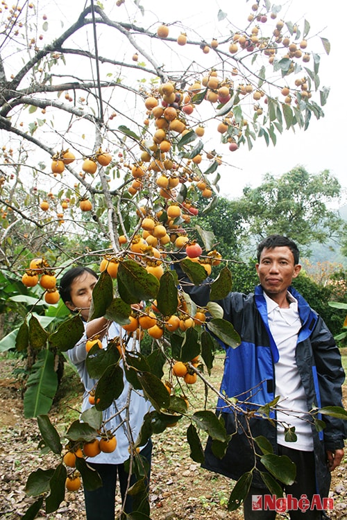 Vợ chồng anh Nguyễn Hoàng Đương và chị Hồ Thị Hồng bên cây hồng cho 2 tạ quả.