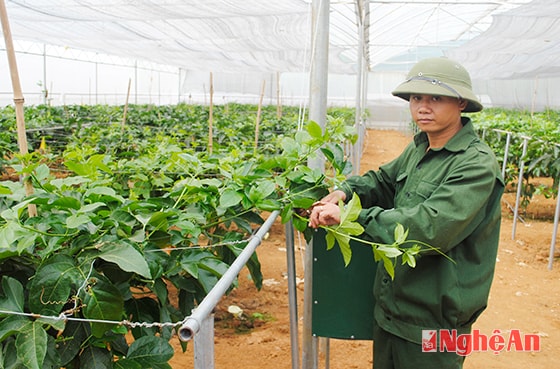 Phát triển giống cây chanh leo ở Tri Lễ - Quế Phong.