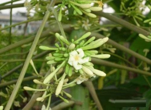 Công dụng chữa bệnh của hoa đu đủ đực.