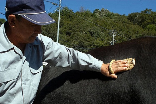 Một trong những phương pháp chăm sóc bò Kobe nổi tiếng nhất phải kể tới việc nông dân Nhật Bản massage bằng chổi rơm (hoặc tay không) cho chúng.