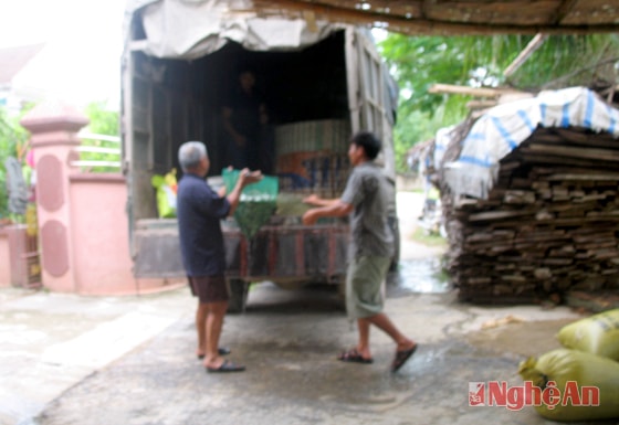 Vận chuyển cá đi tiêu thụ tại trang trại ông Trần Văn Minh.