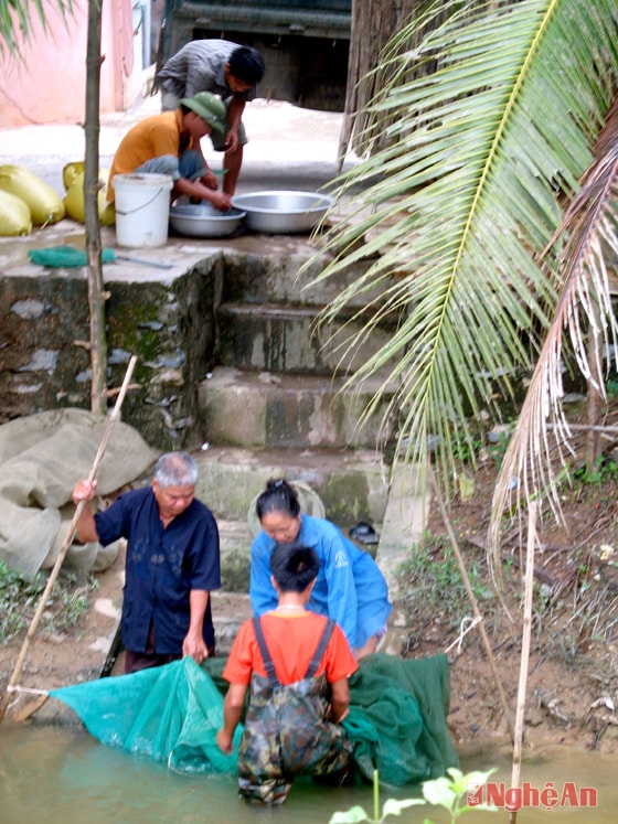 Ông Trần Văn Minh (đứng, thứ nhất  từ trái sang) thu hoạch cá.