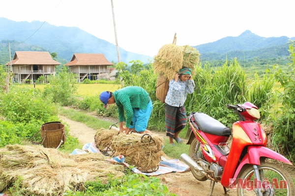 Được mùa lúa ở xã Tri Lễ (Quế Phong). Ảnh: Nguyên Sơn