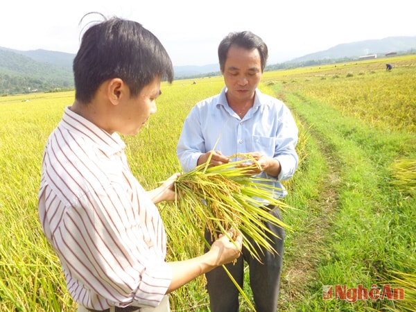 Cán bộ huyện Quế Phong đi kiểm tra thu hoạch lúa Japonica
