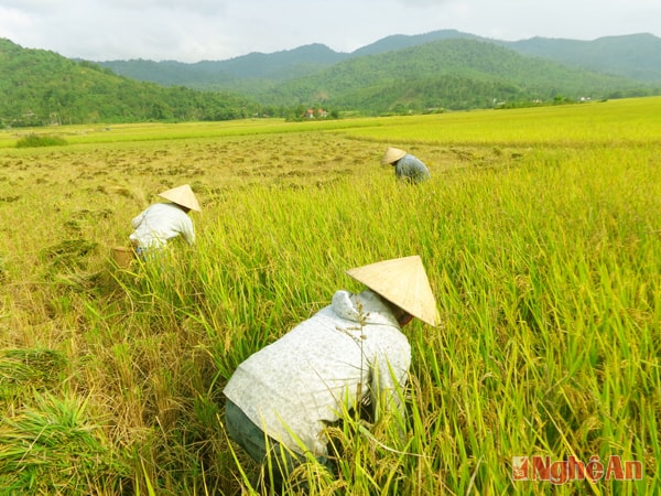 Bà con Quế Phong thu hoạch lúa mùa