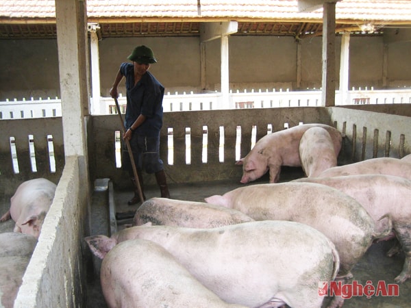 Giống vật nuôi luôn là yếu tố quan trọng để nâng cao năng suất, chất lượng và hiệu quả cho người chăn nuôi,