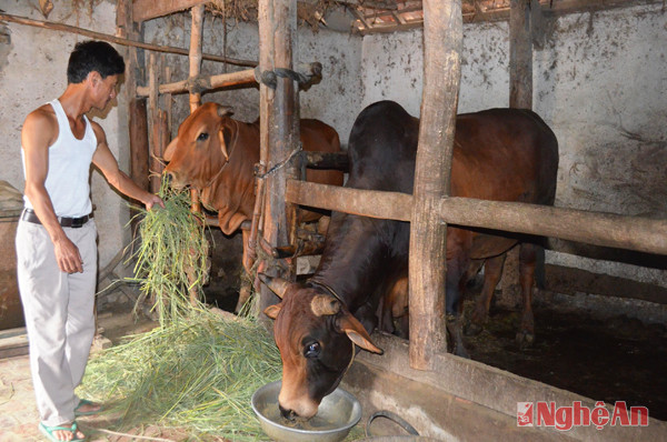 Mô hình chăn nuôi bò của gia đình anh Nguyễn Thiện Tám ở xóm 1, xã Khánh Sơn 2 (Nam Đàn).