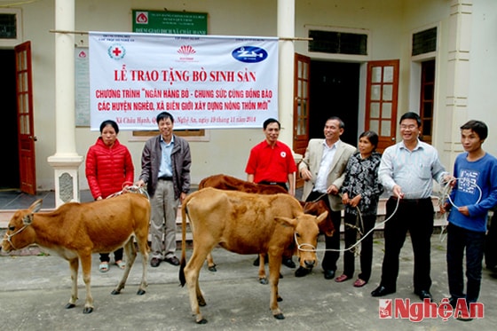 Các nhà tài trợ trao bò cho bà con nghèo xã Châu Hạnh