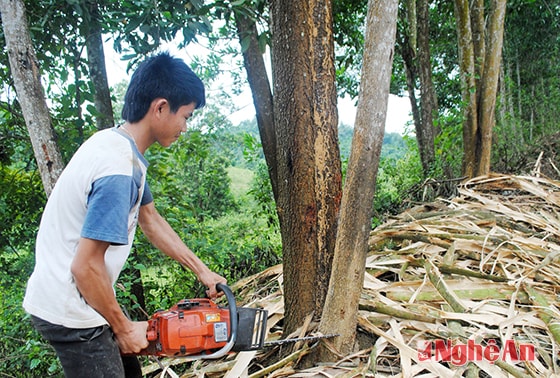 Dùng cưa khai thác keo.