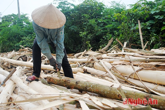 Bóc vỏ keo nguyên liệu tại điểm tập kết.