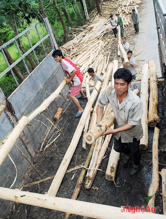 Và được cắt thành những đoạn ngắn.