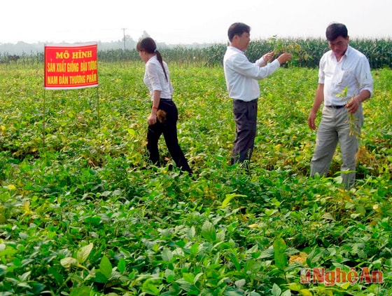 Nghiệm thu mô hình đậu tương thương phẩm vụ xuân 2014 tại xã Xuân Hòa (Nam Đàn).