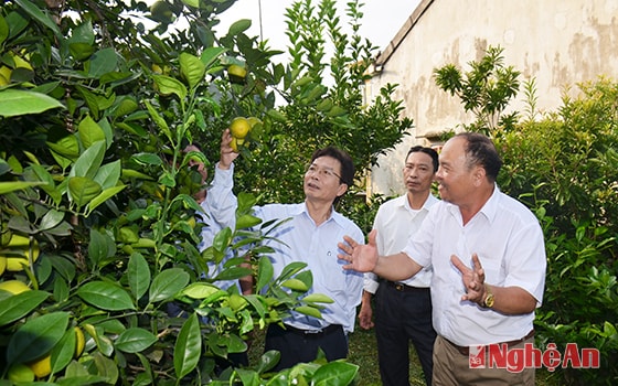 Ông Nguyễn Hữu Bình (phải) ở xã Đồng Thành (Yên Thành) giới thiệu vườn cam theo tiêu chuẩn VietGAP.