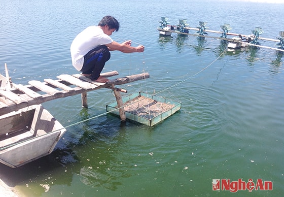 Kiểm tra lượng tiêu thụ thức ăn của tôm. Ảnh: Hải Yến