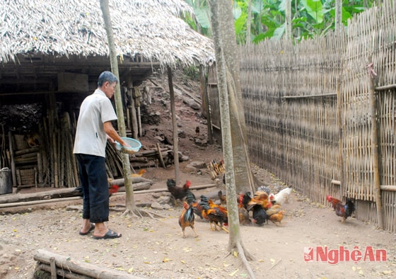 Chăn nuôi gia cầm ở nhà ông Vi Vinh Quang.