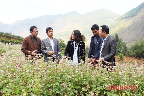 Đồng Văn, Mèo Vạc của Hà Giang còn được biết đến với loài hoa tam giác mạch mê đắm lòng người