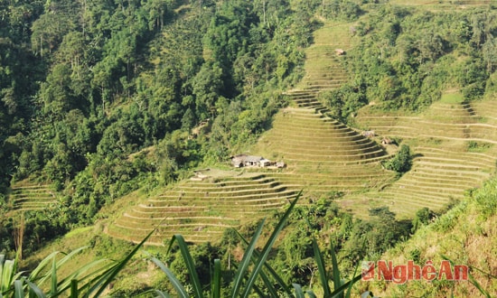  Dù không phải mùa lúa chín nhưng ruộng bậc thang ở Hoàng Su Phì cũng đem lại những cảm giác lạ lẫm, thích thú.