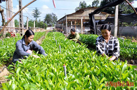 Sản xuất giống cây lâm nghiệp tại BQL rừng phòng hộ Thanh Chương. Ảnh: V.Đ