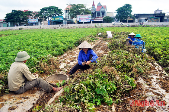Thu hoạch lạc đông tại xã Diễn Kỷ, huyện Diễn Châu. 