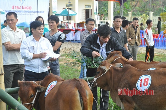 Kiểm tra đối chiếu bò trước khi bàn giao cho người dân