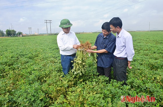 Ông Quế Văn Duyên (giữa) ở xã Diễn Phong giới thiệu về giống lạc mới