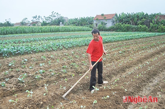 Ông Trần Duy Hùng chăm sóc ruộng rau.