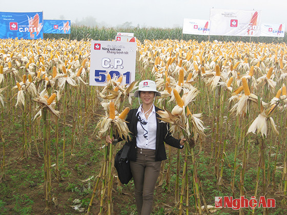 Hội thảo đầu bờ giống ngô lai CP.111; CP.501 tại cánh đồng xóm 13 xã Diễn Trung, huyện Diễn Châu