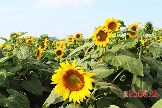 Hoa hướng dương được trồng để làm nguyên liệu tạo ra 1 trong nhiều hương vị cho dòng sữa TH true milk