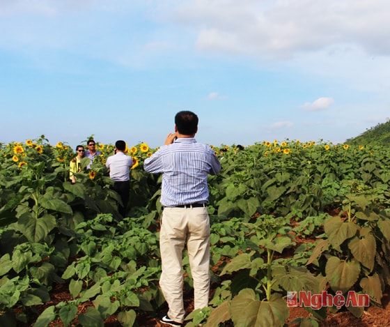 Nhiều du khách đi qua đường Hồ Chí Minh cũng dừng lại vì vẻ đẹp của cánh đồng