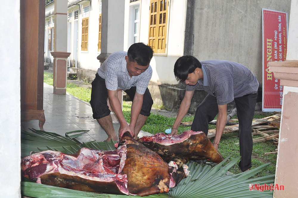 Mổ bò mừng ngày vui