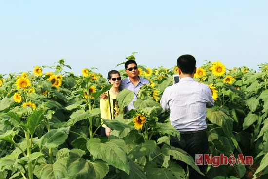 Du khách mỗi khi đi qua vùng đất Phủ Quỳ đã không cưỡng lại được sự hấp dẫn của cánh đồng hoa hướng dương
