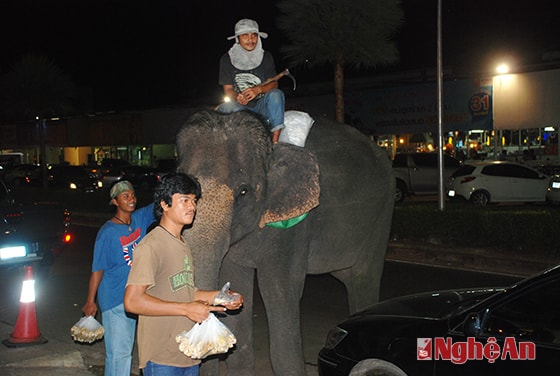 Voi phục vụ khách du lịch trên phố Udonthani