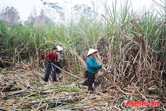 Thu hoạch mía nguyên liệu ở huyện Tân Kỳ.