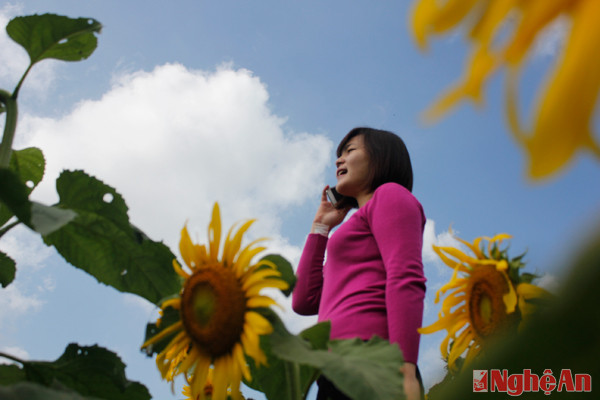 Nếu như Hà Giang có hoa Tam Giác Mạch, Đà Lạt có hoa giã quỳ làm mê đắm lòng người thì  hoa hướng dương thành biểu tượng của phủ Quỳ