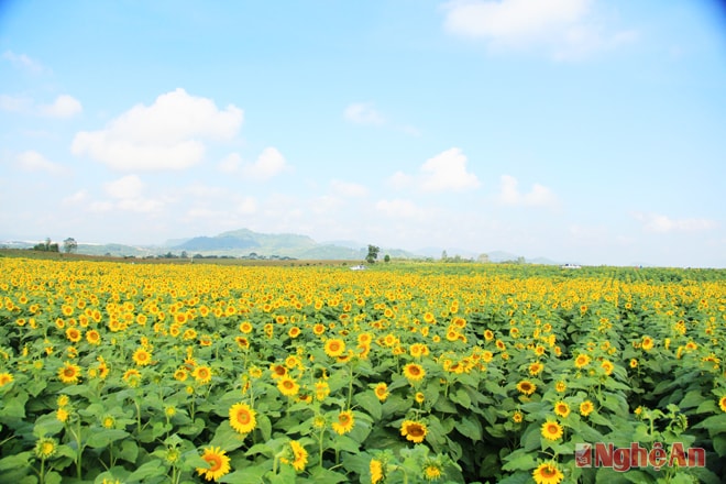 Ngọn đồi hoa hướng dương