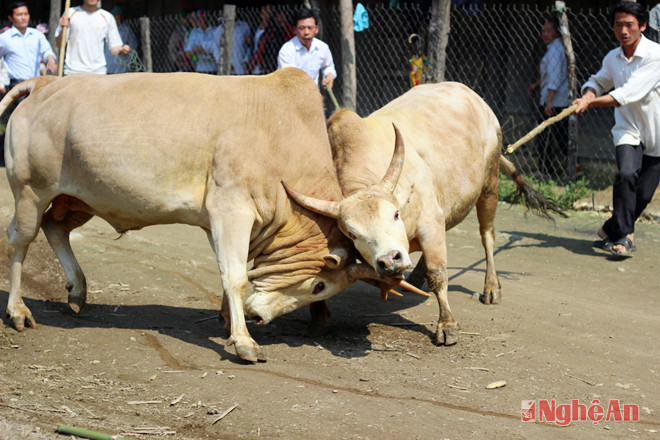 Quyết liệt trong từng cặp đấu.