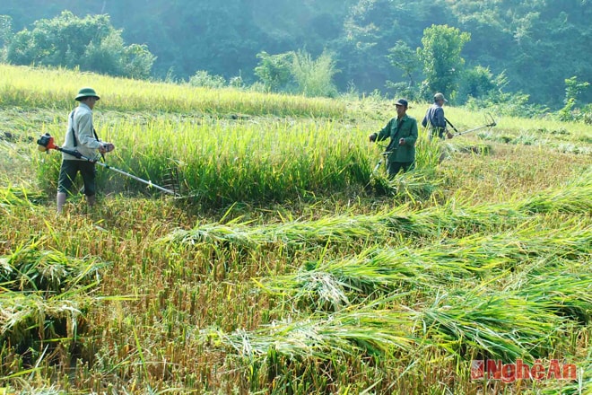 Thu hoạch lúa hè thu ở Bản Cố (Châu Thắng - Quỳ Hợp).