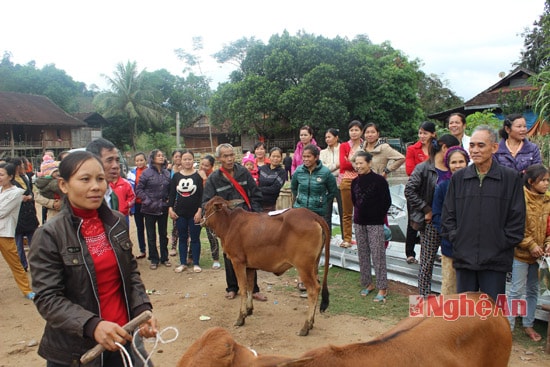 Đông đảo bà con chứng kiến lễ bàn giao và nhận bò giống từ Tập đoàn Viettel